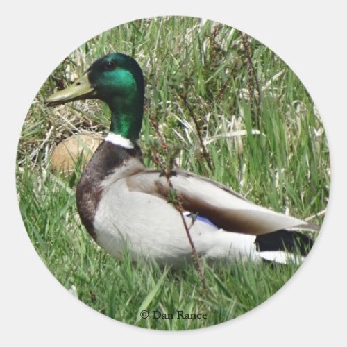 B55 Mallard Duck Drake Greenhead in the Grass Classic Round Sticker