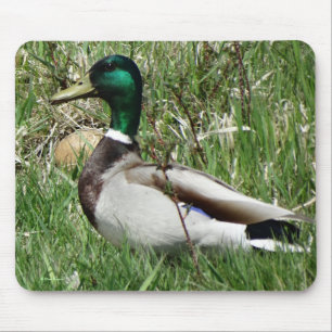 B55 Mallard Duck Drake Greenhead in the Grass Mouse Pad