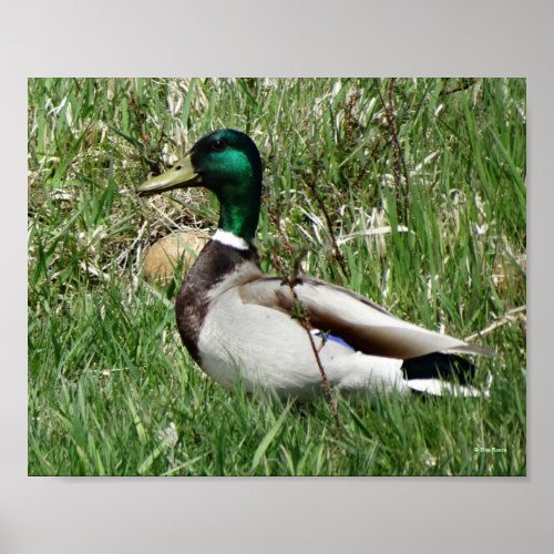 B55 Mallard Duck Drake Greenhead in the Grass Poster