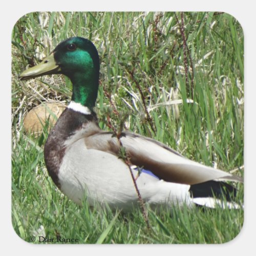 B55 Mallard Duck Drake Greenhead in the Grass Square Sticker
