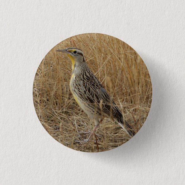 B57 Western Meadowlark Button (Front)