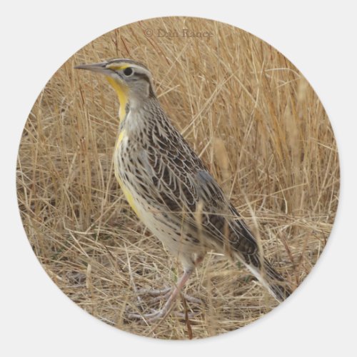 B57 Western Meadowlark Classic Round Sticker