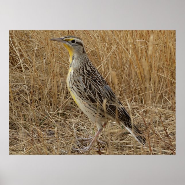 B57 Western Meadowlark Poster (Front)