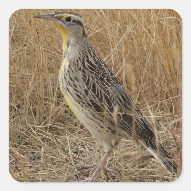 B57 Western Meadowlark Square Sticker (Front)