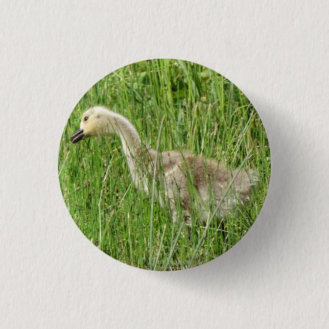 B58 Canada Goose Gosling in the Grass Button (Front)