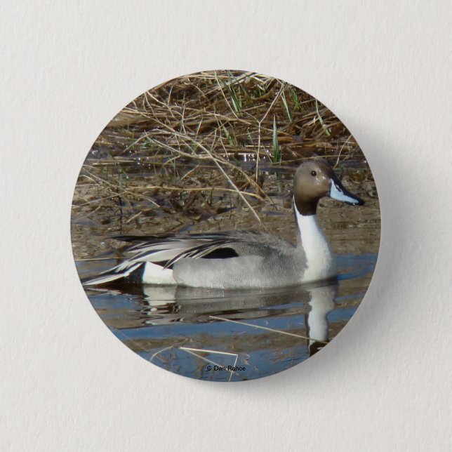 B5 Pintail Duck Drake Button (Front)