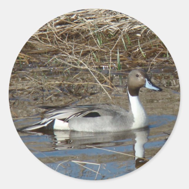 B5 Pintail Duck Drake Classic Round Sticker (Front)
