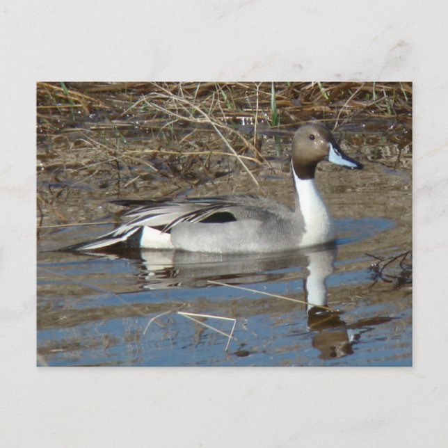B5 Pintail Duck Drake Postcard (Front)