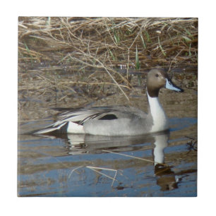 B5 Pintail Duck Drake Tile