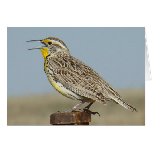 B6 Western Meadowlark Cards (Front Horizontal)