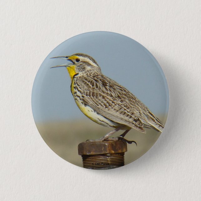 B6 Western Meadowlark Pinback Button (Front)