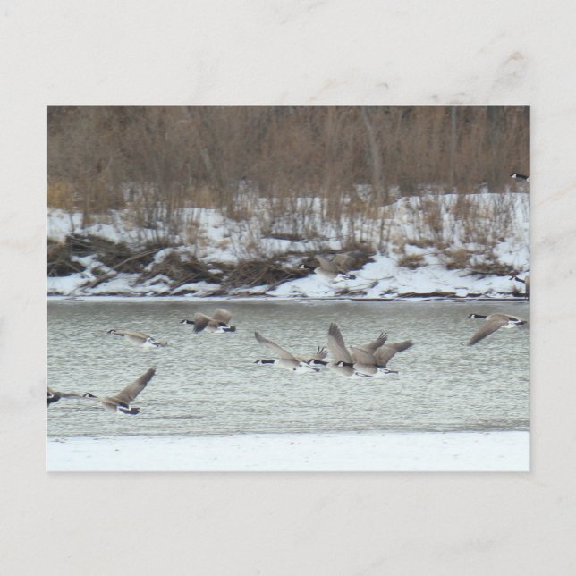 B7 Canadian Geese in Flight Postcard (Front)