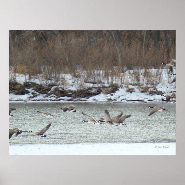 B7 Canadian Geese in Flight Poster (Front)