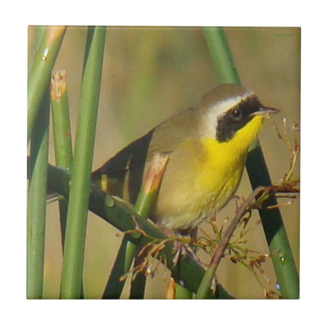 B9 Common Yellowthroat Ceramic Tile (Front)