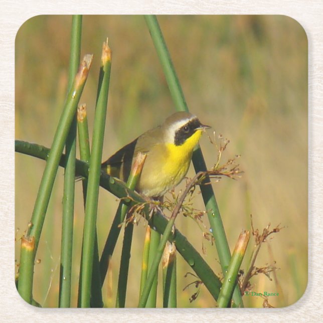 B9 Common Yellowthroat Square Paper Coaster (Front)