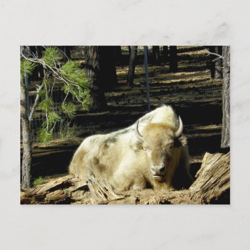 B E A R I Z O N A White Bison Postcard