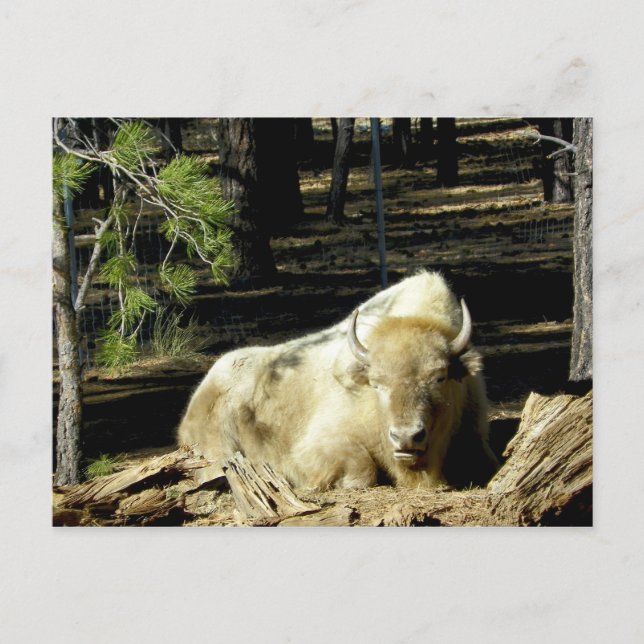 B E A R I Z O N A White Bison Postcard (Front)