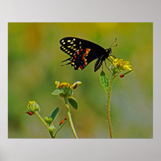 B-Fly & the Ladybugs Poster