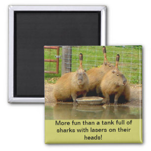 B - Humorous Capybara Magnet