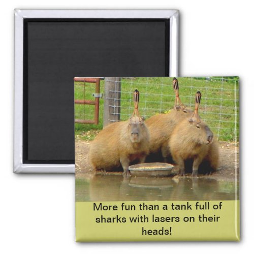 B _ Humorous Capybara Magnet