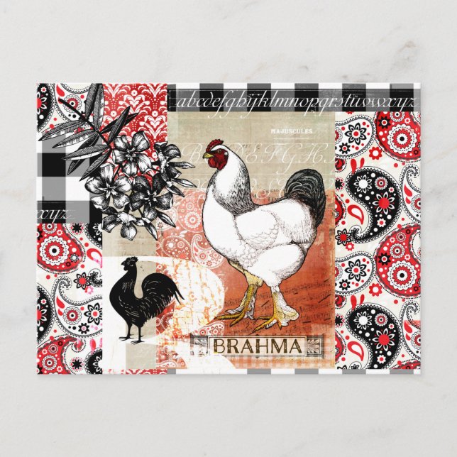 B is for Brahma Backyard Chicken Postcard (Front)