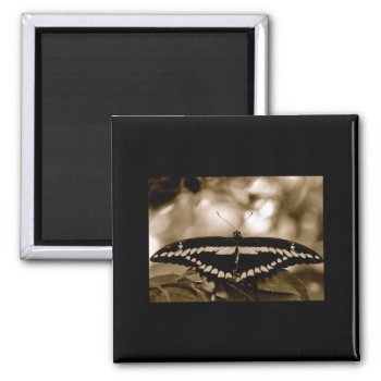 B/w Butterfly Magnet by pulsDesign at Zazzle