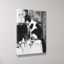 B&W Cat Photo