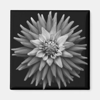 B & W Dahlia Magnet