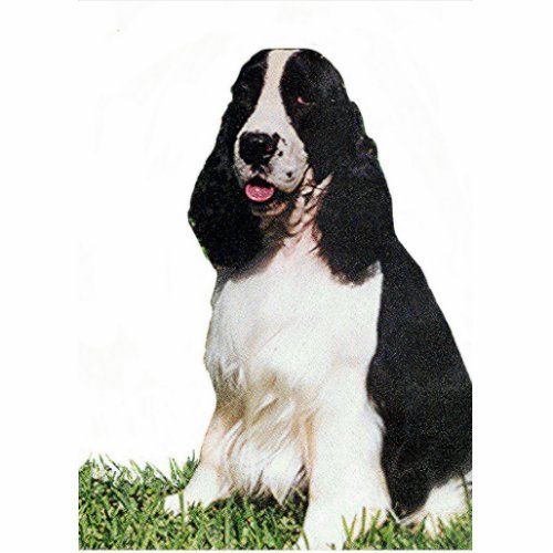 B  W English Springer 1 Statuette