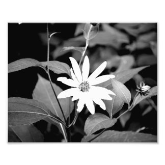 B&W Flower Photo Print