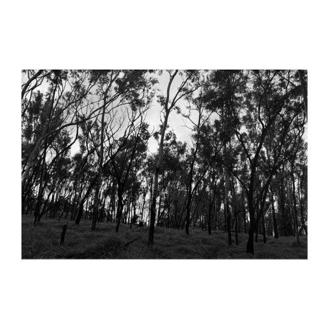 B&W Forest Acrylic Print (Front)