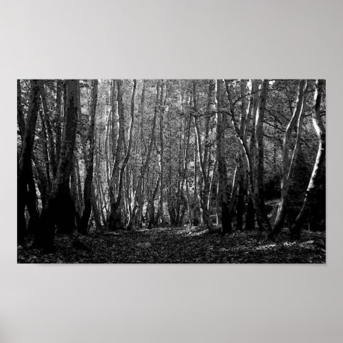 BW Forest Path Poster Print