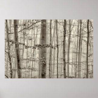 B&W Forest with morning fog behind the trees Poster