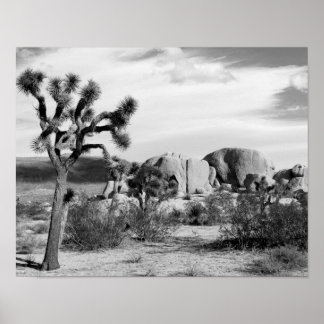 B&W Joshua Tree National Park Poster