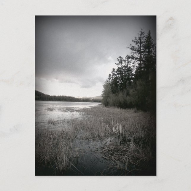 B&W Lake Marsh Landscape Postcard (Front)