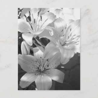 b&w lillies postcard