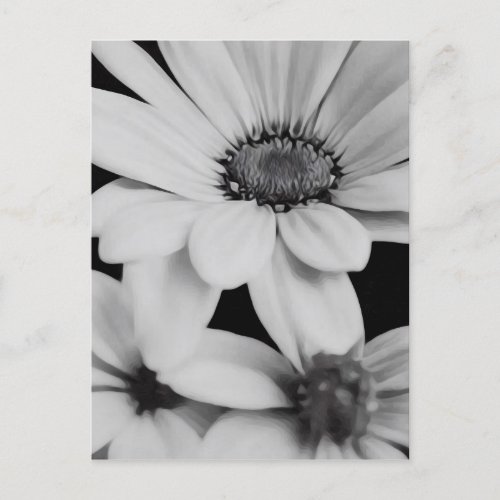 BW Painted Daisies Postcard