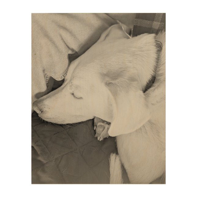 B & W Photo of Beautiful White Dog Sleeping Wood Wall Art (Front)