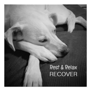 B & W Photo of Cute Dog Sleeping Get Well Soon Poster