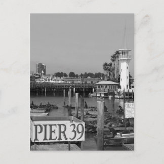 B&W Pier 39 Sea Lions Postcard