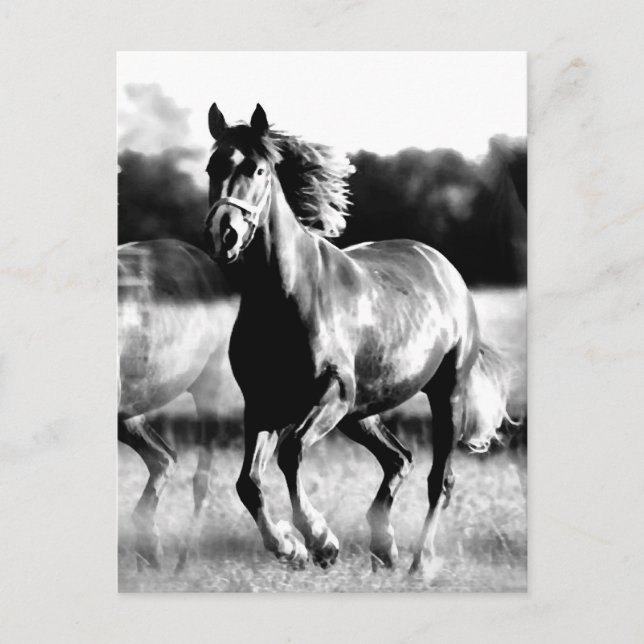 B&W Running Horse Postcard (Front)