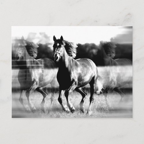 BW Running Horse Postcard
