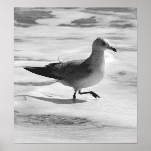 B&W Seagull in Ocean Foam Poster (Front)
