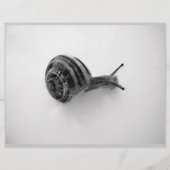 B&W snail (Front)