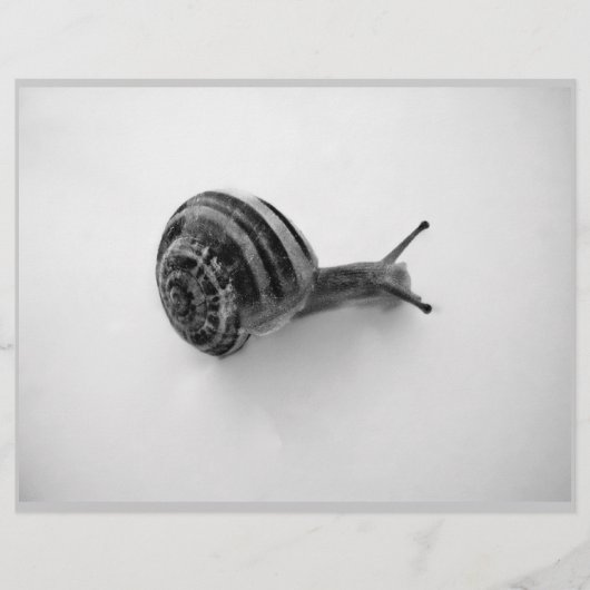 B&W snail (Front)