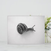B&W snail (Standing Front)