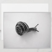 B&W snail (Front/Back)