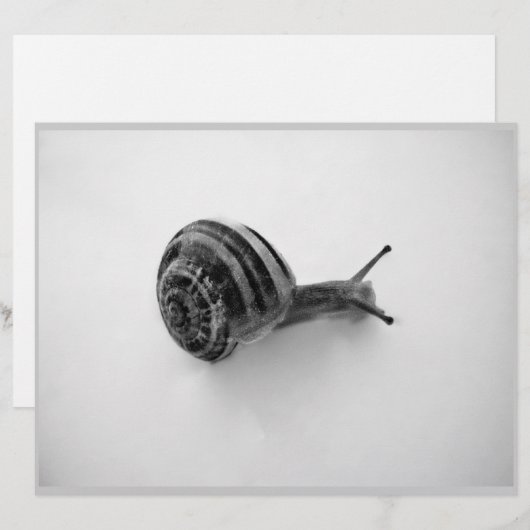 B&W snail (Front/Back)
