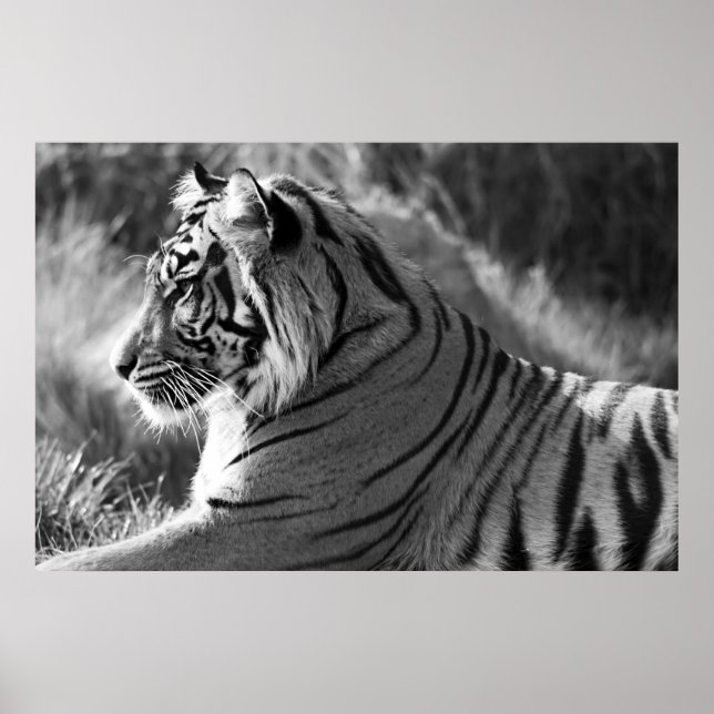 B&W Tiger Profile Photo Poster (Front)