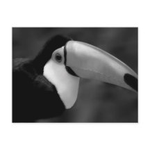 B&W Tucano bird